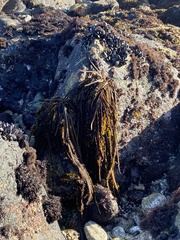 Lessoniaceae