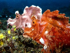 Rhinopias eschmeyeri