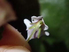 Viola stipularis
