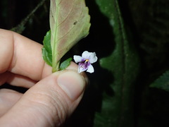 Viola stipularis