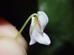 Viola stipularis