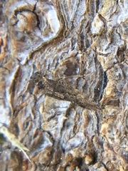 Myopsocidae