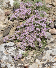 Thymus tauricus
