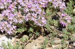 Thymus tauricus