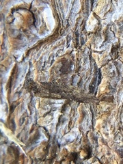 Myopsocidae