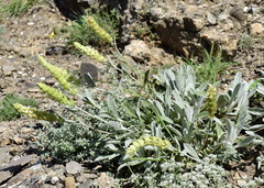 Sideritis catillaris