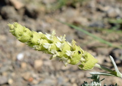 Sideritis catillaris