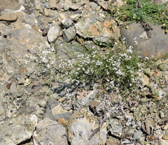 Asperula supina