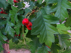 Crataegus pinnatifida