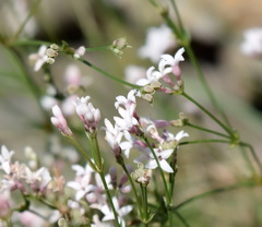 Asperula supina