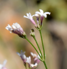 Asperula supina
