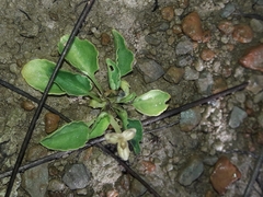 Viola cunninghamii