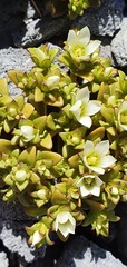 Gentianella filipes