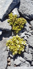 Gentianella filipes