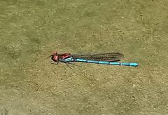 Argia cupraurea
