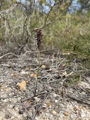 Genoplesium morrisii