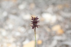 Genoplesium morrisii
