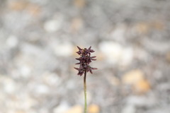 Genoplesium morrisii
