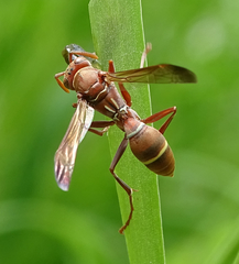 Polistes africanus