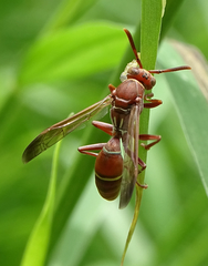 Polistes africanus
