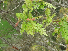 Weinmannia pubescens