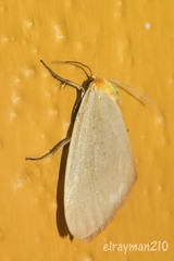 Chrysoecia thoracica