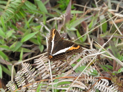 Adelpha corcyra collina