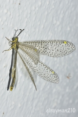 Brachynemurus versutus