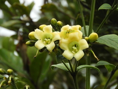 Macrocarpaea macrophylla