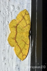 Periclina
