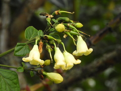 Macrocarpaea macrophylla