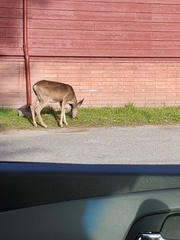 Odocoileus hemionus columbianus