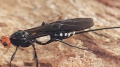 Callibracon capitator