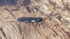 Callibracon capitator