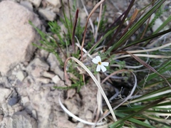 Jamesbrittenia filicaulis