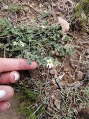 Jamesbrittenia filicaulis
