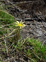 Microseris scapigera