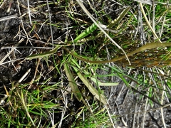 Microseris scapigera