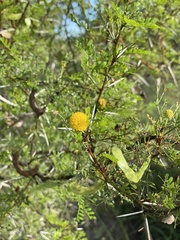 Vachellia exuvialis