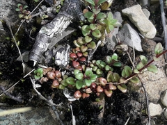 Epilobium gracilipes