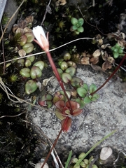 Epilobium gracilipes