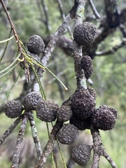 Allocasuarina inophloia