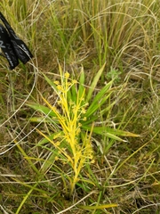 Aciphylla anomala