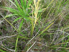 Aciphylla anomala