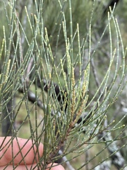Allocasuarina inophloia