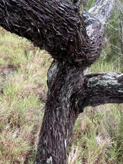 Allocasuarina inophloia