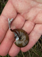 Powelliphanta