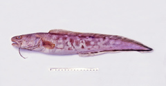 Genypterus blacodes