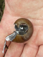 Powelliphanta