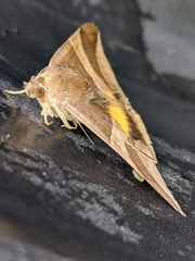 Bastilla fulvotaenia